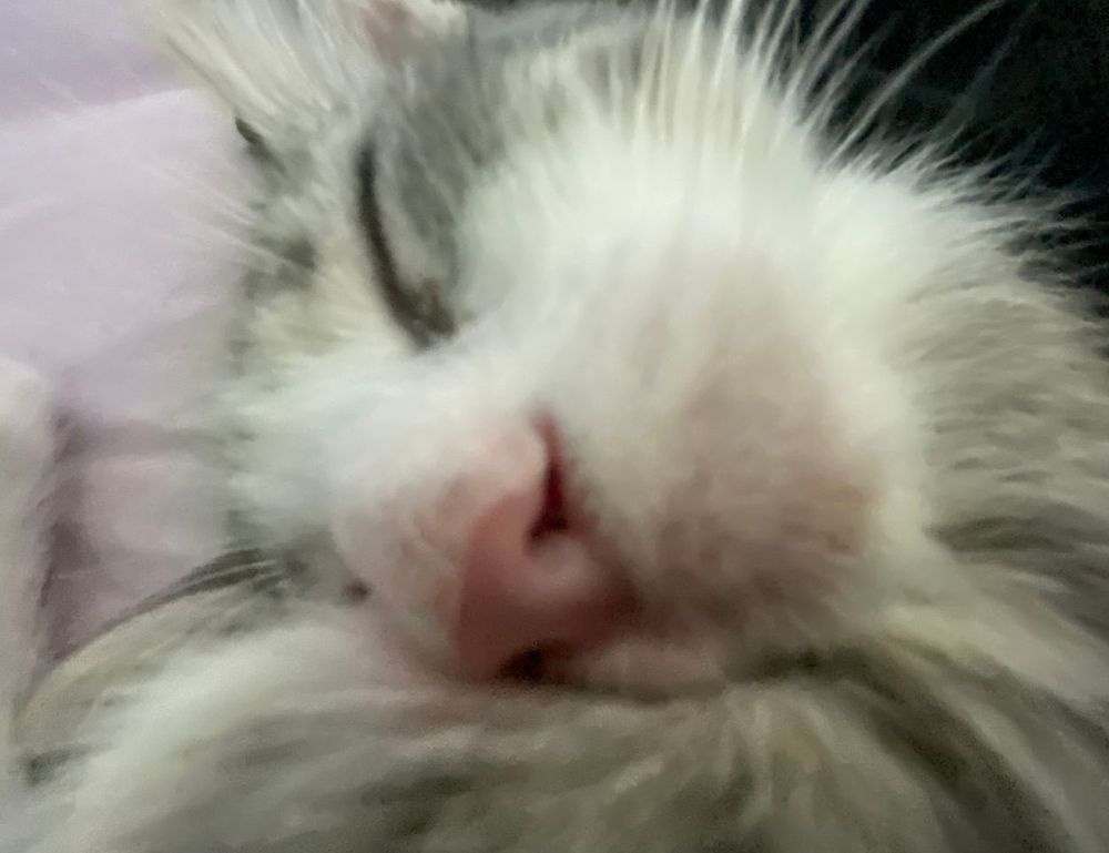 advantages of meetshaxs software