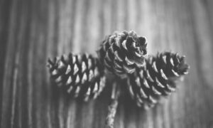 can i design my own garden kdagardenation