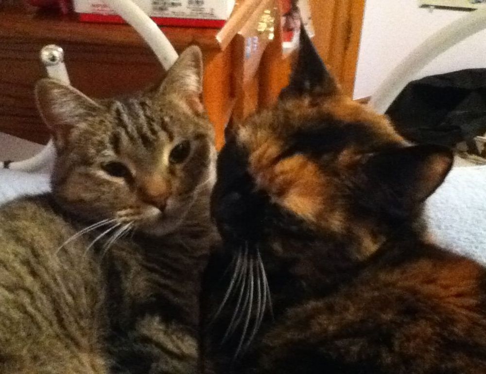 can you refreeze vacuum sealed meat livpristvac