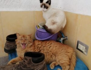 cleaning hacks miprenovate