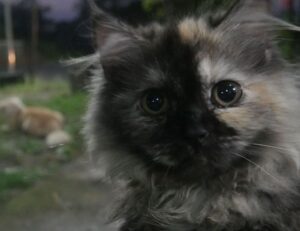 cleaning sofa advice mipimprov