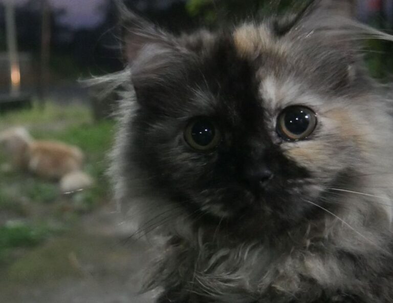 cleaning sofa advice mipimprov