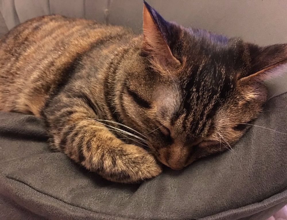 family advice drhandybility