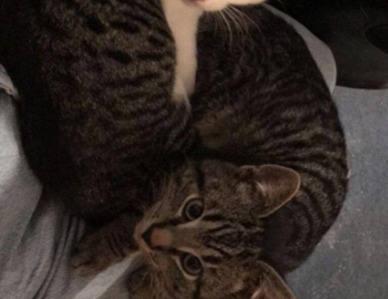 fix code susbluezilla