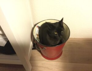 garden decoration kdalandscapetion