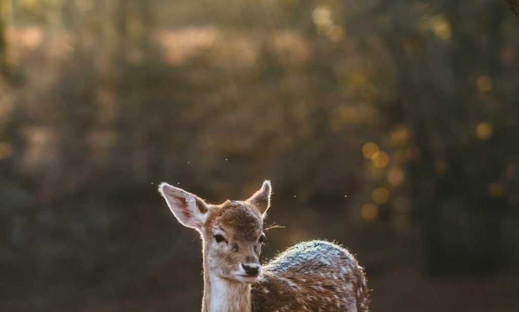 garden infoguide homemendous