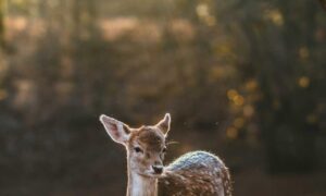 garden infoguide homemendous