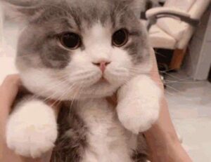 home improvement tips mipimprov