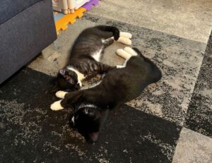 home interior mintpalhouse