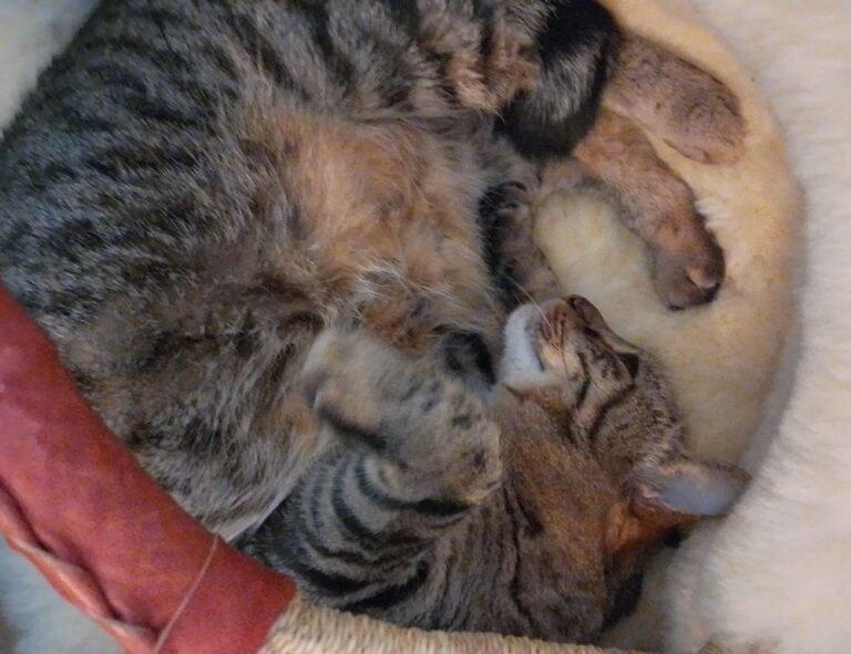 home renovation tips miprenovate