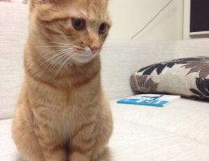 home upgrades mintpalment