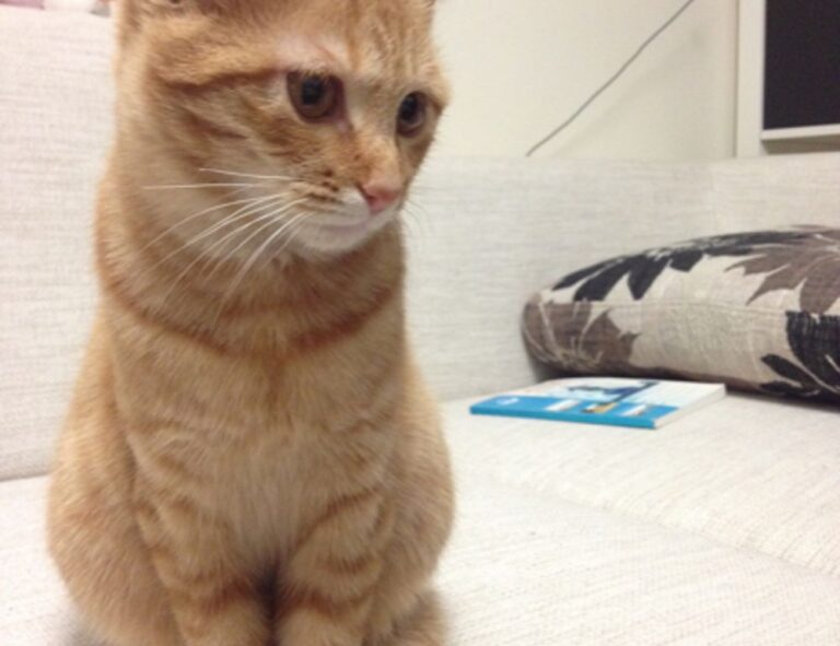 home upgrades mintpalment