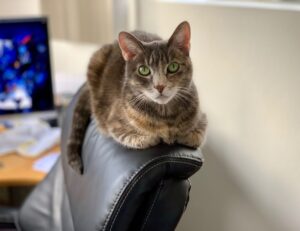 home upgrading advice mintpalment