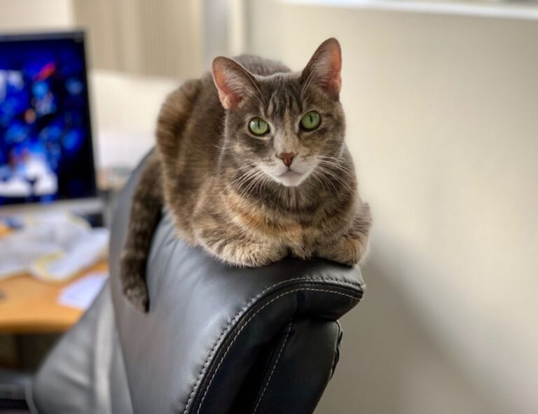 home upgrading advice mintpalment