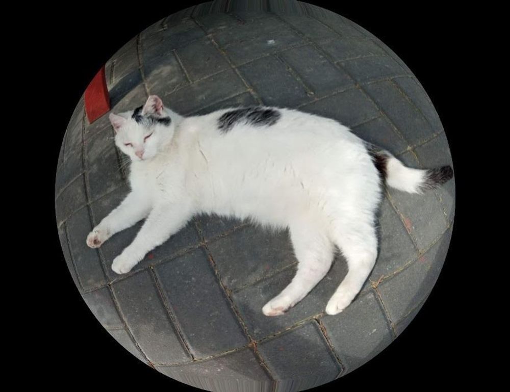 homemendous garden infoguide by homehearted