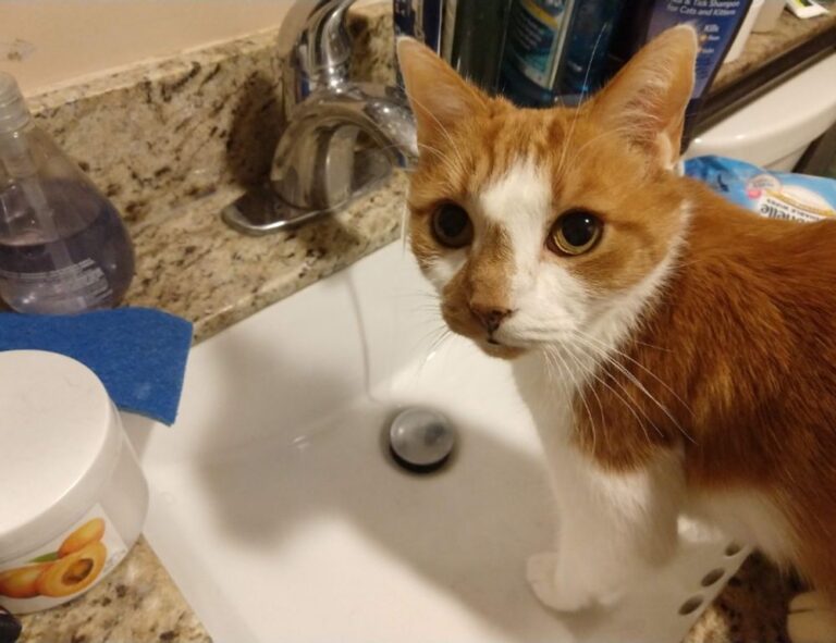 house interior mintpalhouse