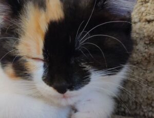 how 2579xao6 python code is run