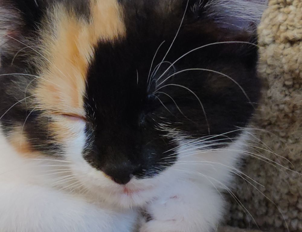 how 2579xao6 python code is run