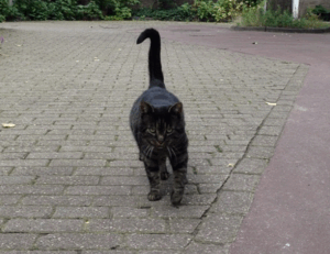 how to apply zosisfod eyebrow pencil