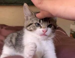 how to set up my apartment homemendous