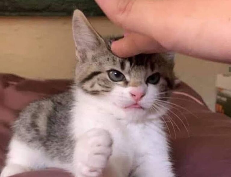 how to set up my apartment homemendous