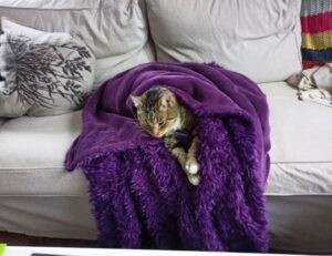 interior home improvements mintpalment