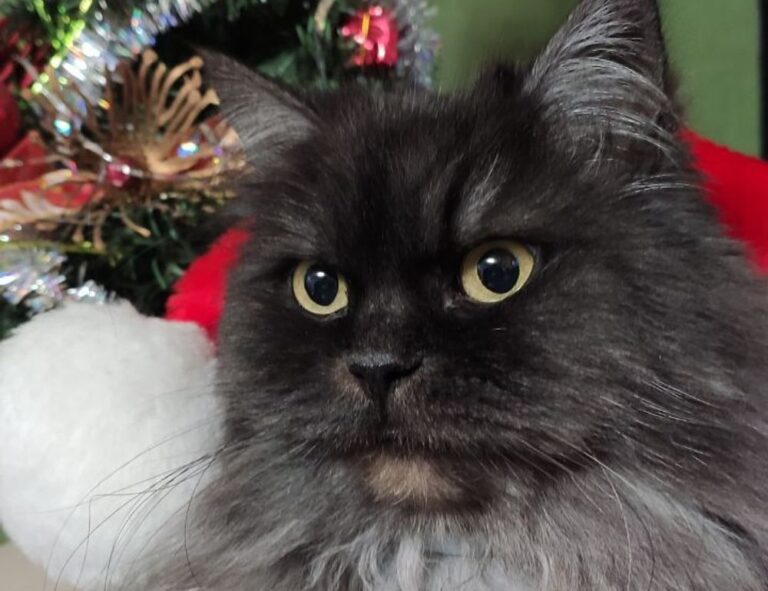 kdalandscapetion landscape guide by kdarchitects