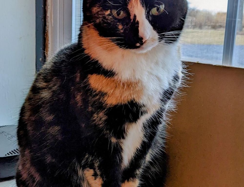 kitchen improvement ideas miprenovate