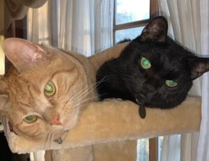 landscaping guide kdalandscapetion