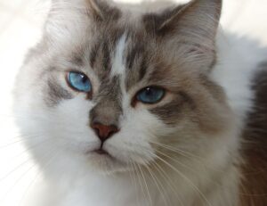 miprenovate cleaning tips from myinteriorpalace