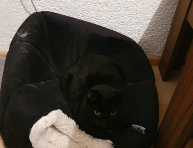 online furniture selection thtintdesign