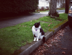 terrace upgrade homemendous