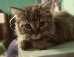 useful tips drhandybility