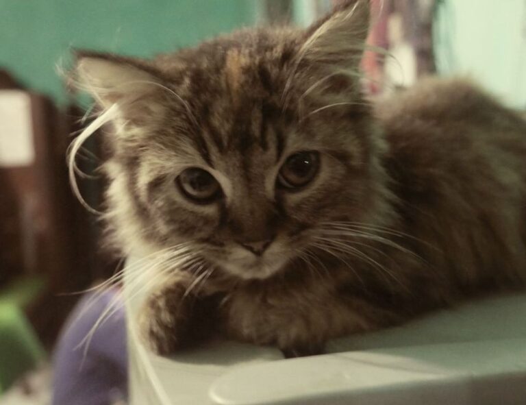 useful tips drhandybility