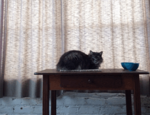 weird animals in the safukip sea