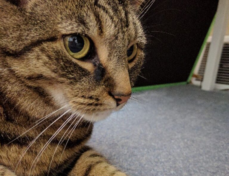 where to buy shark vacuum livpristvac