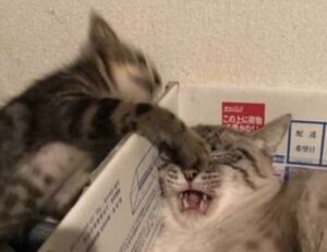 which desk should i buy thtintdesign