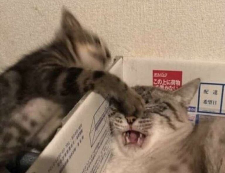 which desk should i buy thtintdesign