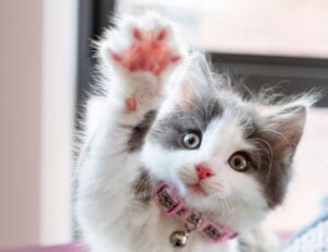 why decoration is important kdalandscapetion