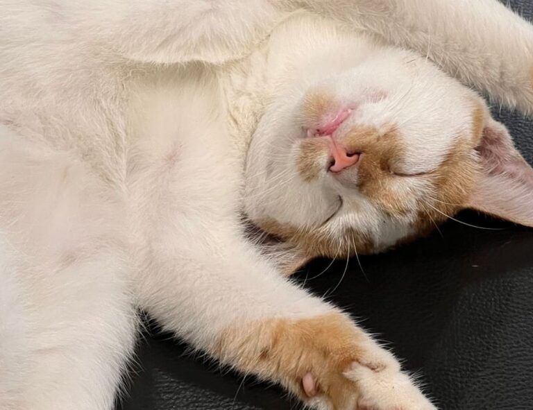 why eawodiz mountain is covered with snow