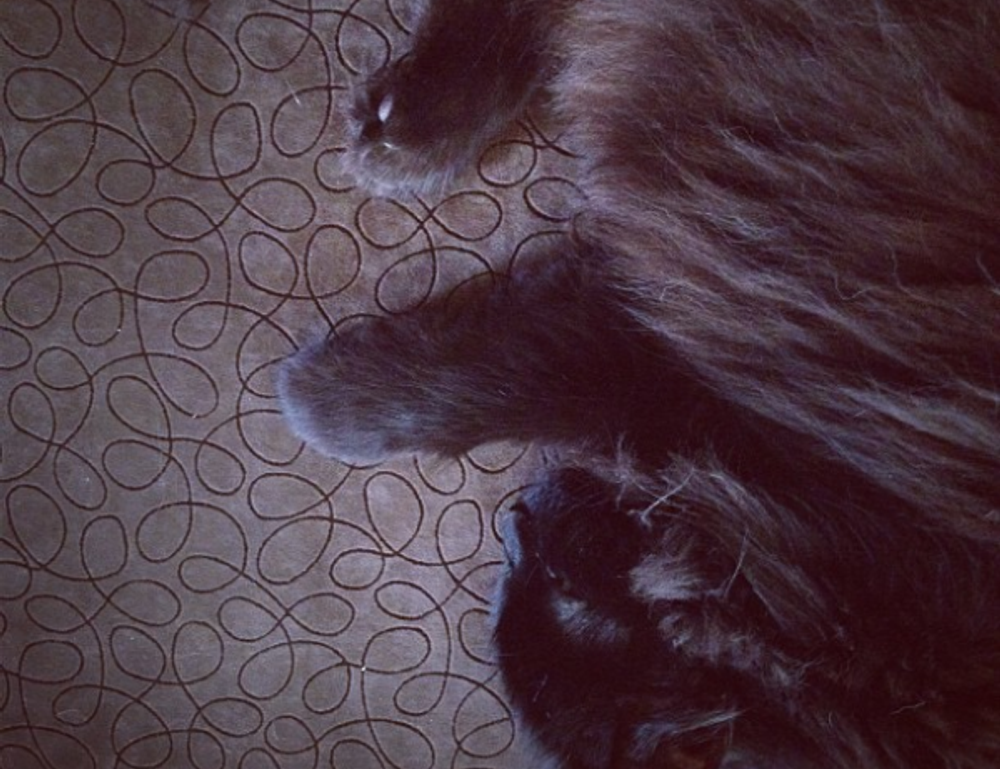 why home insurance is important mrshomegen